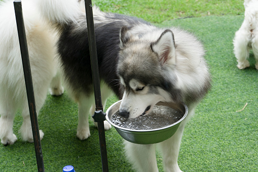 Husky Drink Water Stock Photo - Download Image Now - Animal, Animal Body  Part, Animal Head - iStock