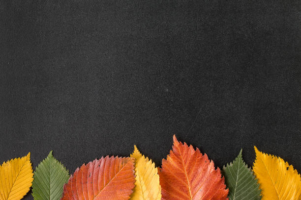 istock Autumn leaves on a chalkboard 855956572