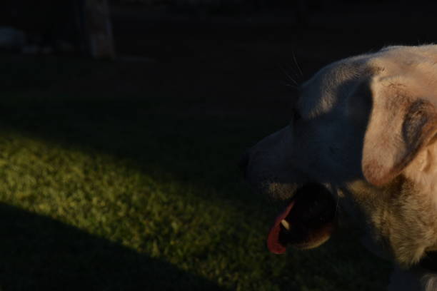 istock Labrador dog in the dark 855958260
