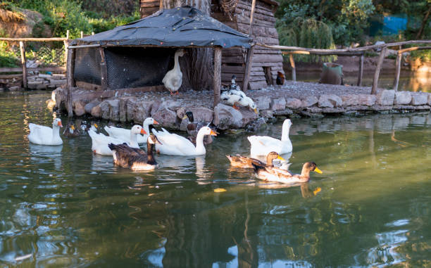 istock geese on the lake 855958504