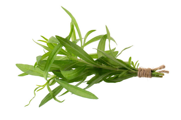 fresh tarragon herbs, tarragon herbs close up isolated on white background - tarragon close up herb bunch imagens e fotografias de stock