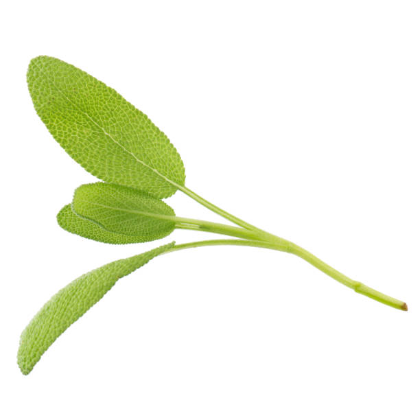 istock Sage plant isolated on a white background 855959070
