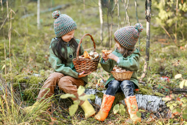 Raccolta di funghi. - foto stock