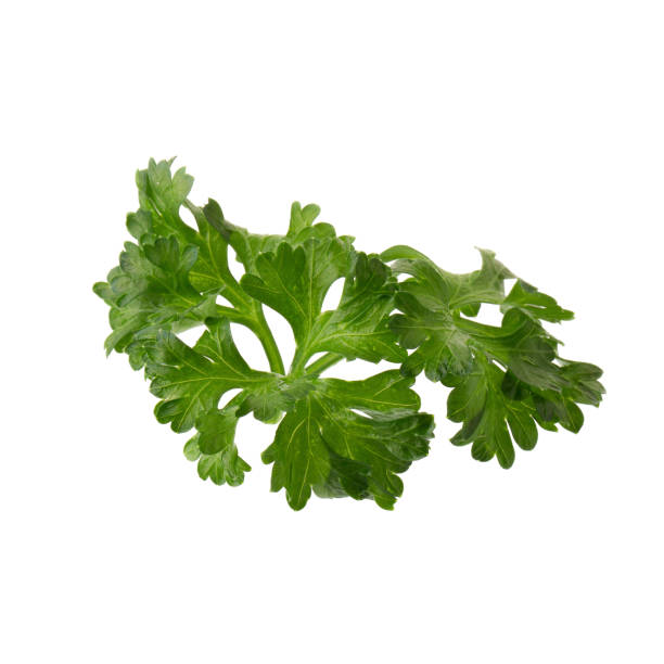 istock parsley fresh herb isolated on a white background 855959242