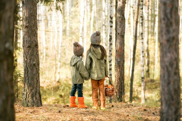 Children walking in the forest and gather mushrooms.Children walking in the forest and gather mushrooms.