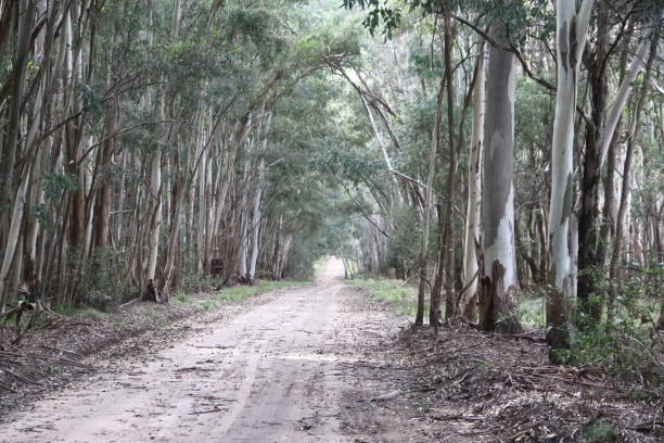 istock road landscape for eucalyptus forest in South America 855962022