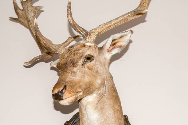 istock Trophy of an fallow deer on a wall 855962048