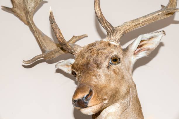 istock Trophy of an fallow deer on a wall 855962226