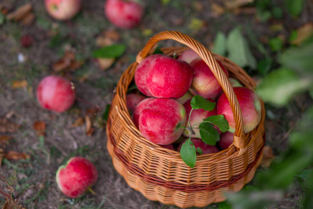 istock Ripe apples in basket in autumn garden.Top view. 855962400