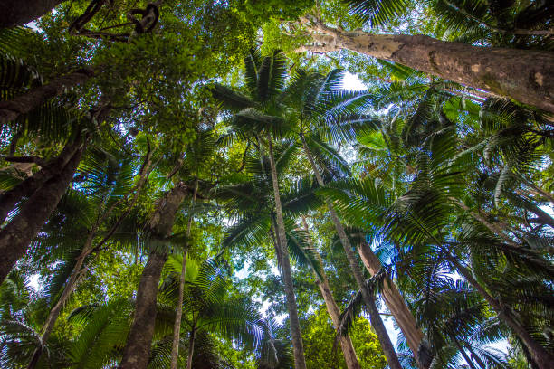 istock rainforest filled with palm trees, looking up to palm tree tops, tropical rainforest 855963292