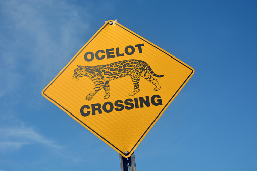 Ocelot crossing sign against a blue sky at Laguna Atacosa Wildlife Refuge near Brownsville, Texas.