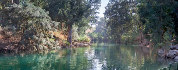 izrael - jerusalem israel tree ancient zdjęcia i obrazy z banku zdjęć