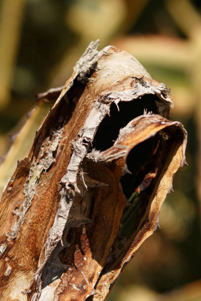 istock Picturesque leaves of agave. 855973890