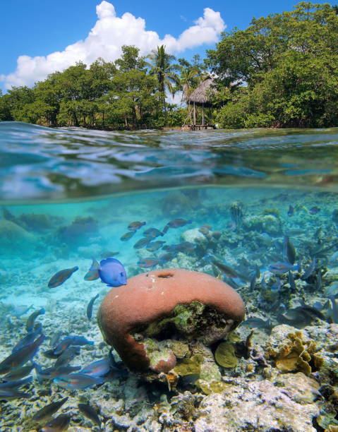 istock Above and below sea tropical coast coral and fish 855976398