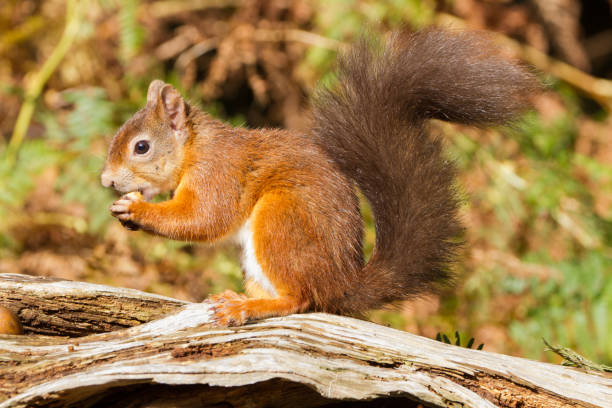 istock European Red Squirrel (sciurus vulgaris) In beautiful natural setting 855977824