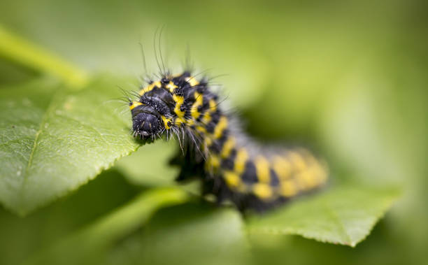 istock Portrait of a caterpillar 855980006