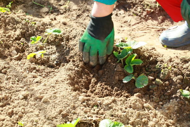 istock weeding garden gloves with claws 855980358