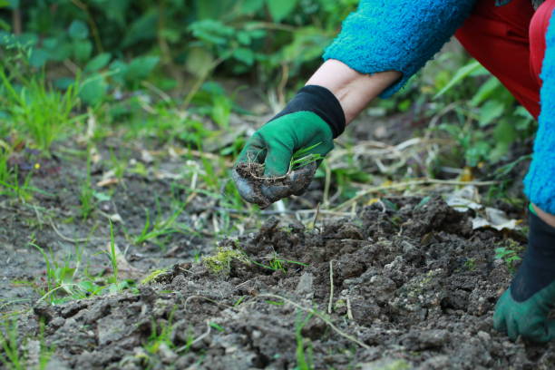istock weeding garden gloves with claws 855980628