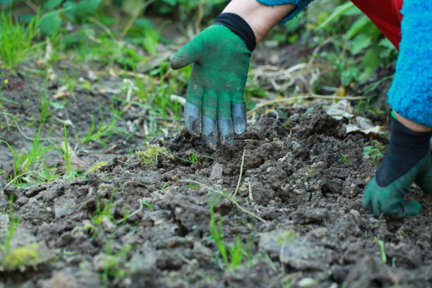 istock weeding garden gloves with claws 855980654
