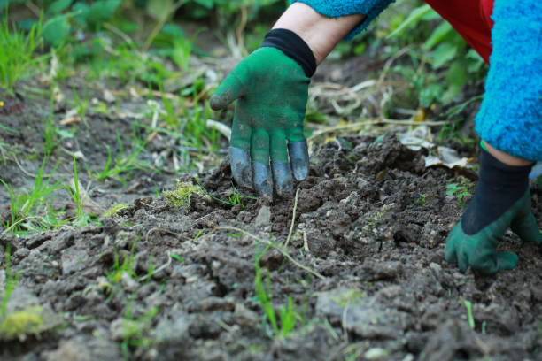 istock weeding garden gloves with claws 855980674