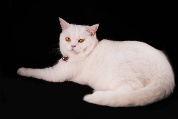 White Cat Breeds British Shorthair Stock Photo - Download Image Now -  Animal, Blue, Cute - iStock
