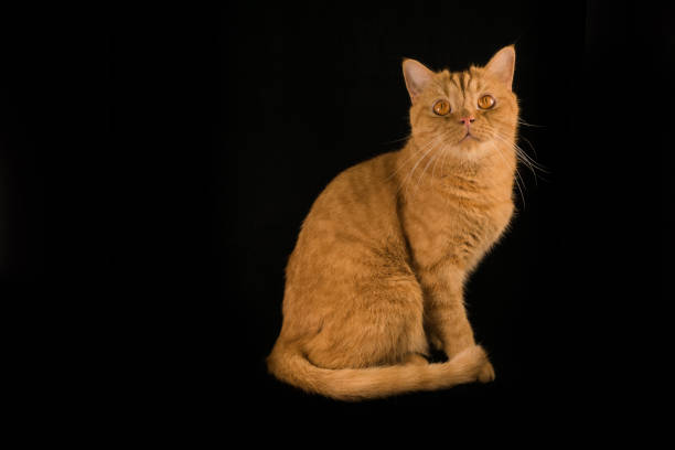 istock Orange cat breeds british shorthair 855984028