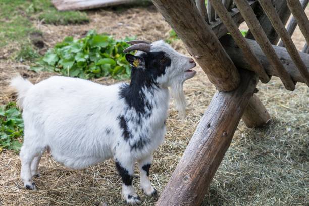 istock Little Goat in front of an cratch 855984390