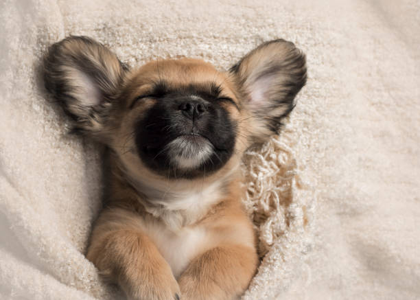 istock Cute tan puppy asleep 855988054