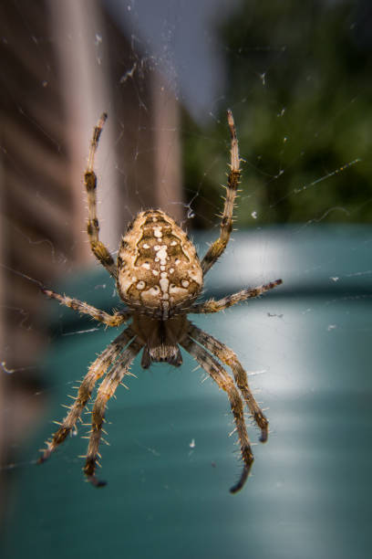 istock Busy city spider building the web in sky building 855994464