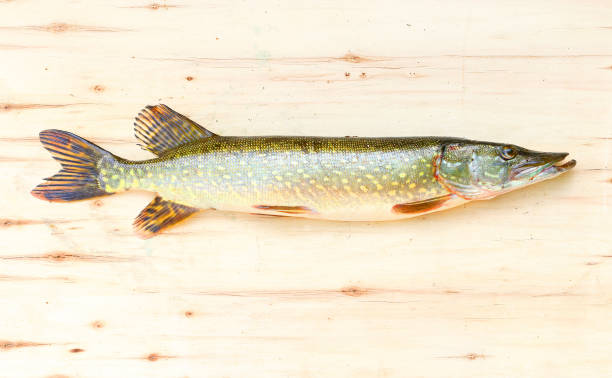 istock The Northern Pike - Esox Lucius. 855994774