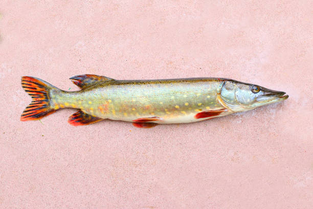 istock The Northern Pike - Esox Lucius. 855994792