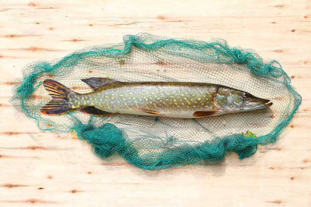 The Northern Pike - Esox Lucius. Catch of fish. Fishes are source of tasty meat appropriate for diet.