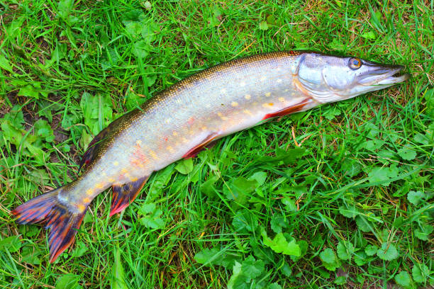 istock The Northern Pike - Esox Lucius. 855994832