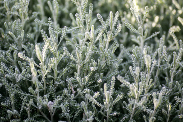 istock herbaceous plant in a garden 855997164