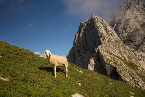 istock Sheep on mountain meadow - pasture on mountain Mangrt, Slovenia 856000514