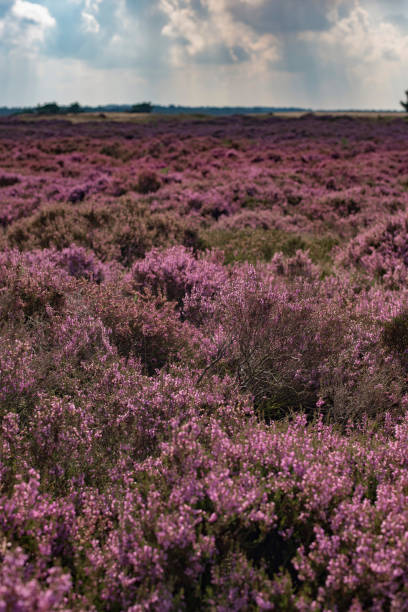 istock Blooming moorland under cloudy sky. Veluwe. The Netherlands. 856000918