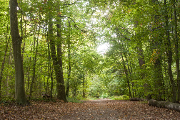 istock beautiful trees in the forest in Waldeck 856004018
