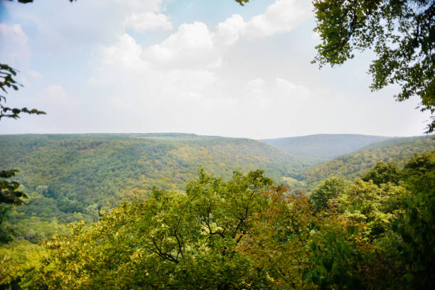 istock Mountain landscape, wonderful forest on Mount germinating 856007086