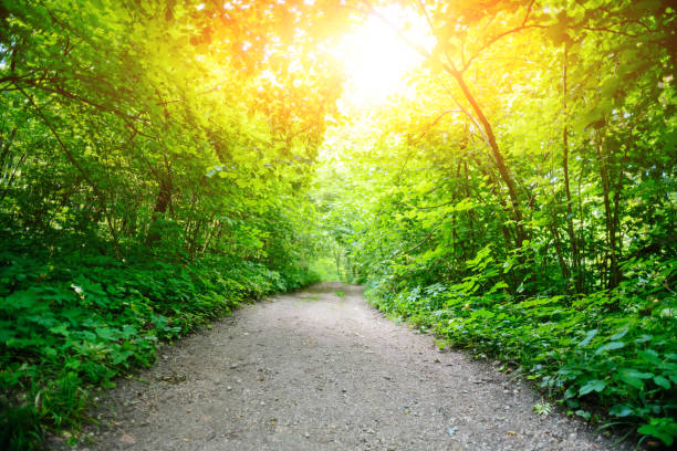 istock Beautiful wood at the sunset. Environment protection 856007192