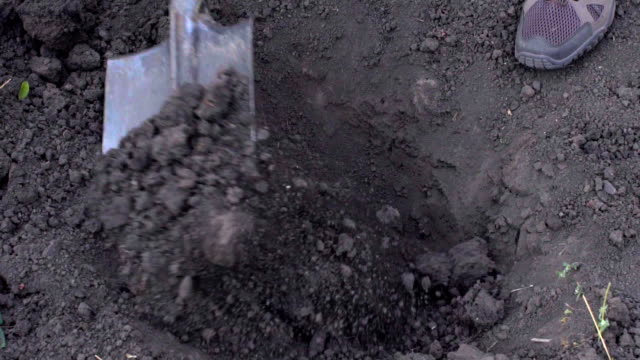 A farmer digs a hole for planting a tree in the garden