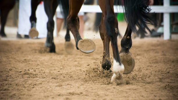 istock close up of horse hooves trotting 856007744