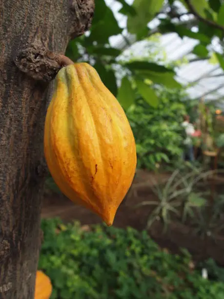 cacao fruit hanging on tree in a greenhouse for tropical crop plants