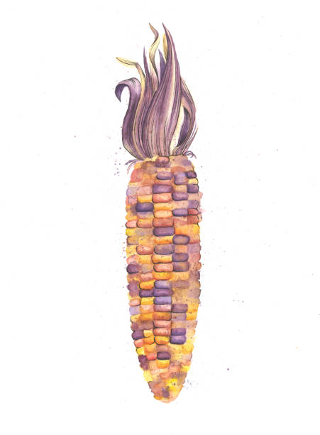 illustrazioni stock, clip art, cartoni animati e icone di tendenza di pittura ad acquerello di mais indiano - autumn corn indian corn decoration