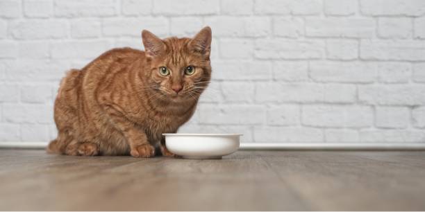 istock Ginger cat sitting around a bowl of food 856013994
