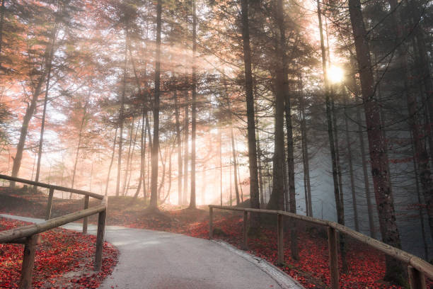 istock Forest road enlightened by autumn sunshine 856014218