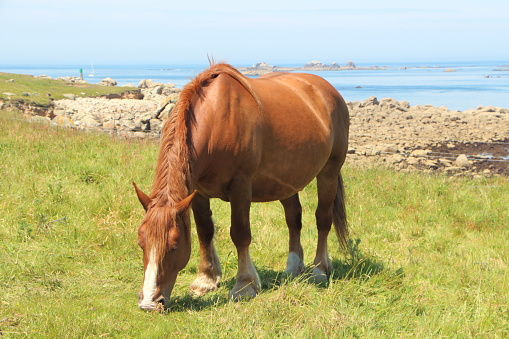 Trait Breton horse in a field near the sea in Brittany