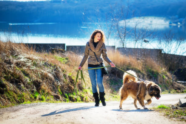 istock Girl playing with Caucasian shepherd dog, autumn 856014960