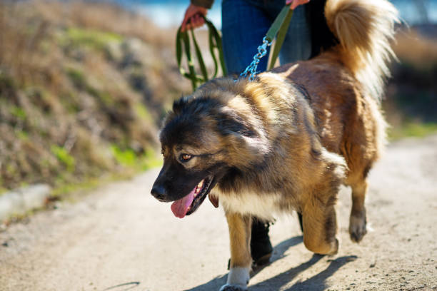 istock Girl playing with Caucasian shepherd dog, autumn 856014968