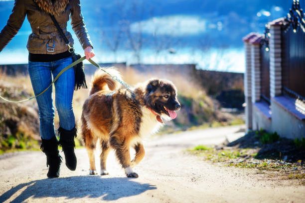 istock Girl playing with Caucasian shepherd dog, autumn 856014980