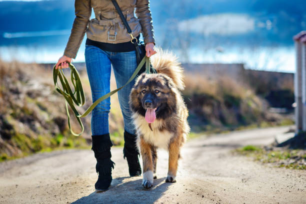 istock Girl playing with Caucasian shepherd dog, autumn 856014984